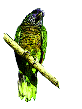 Jacquot, the St. lucian parrot